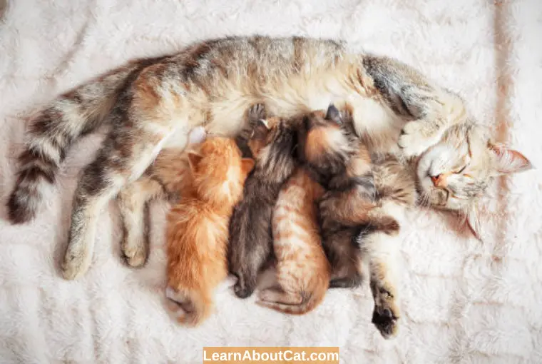 What Happens When A Cat Gets Pregnant Again While Nursing