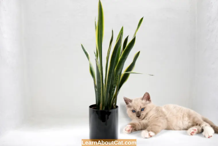 What Happens When Cat Eats Snake Plant