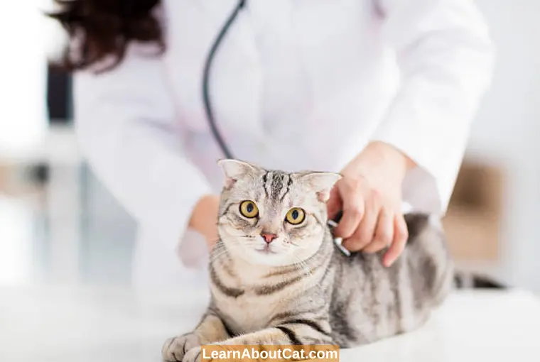 What Medical Symptoms Indicate a Tapeworm Infection in Cats