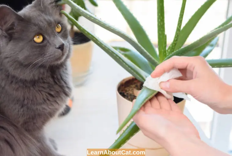 What Should I Do To Stop My Cat Eating Aloe Plants