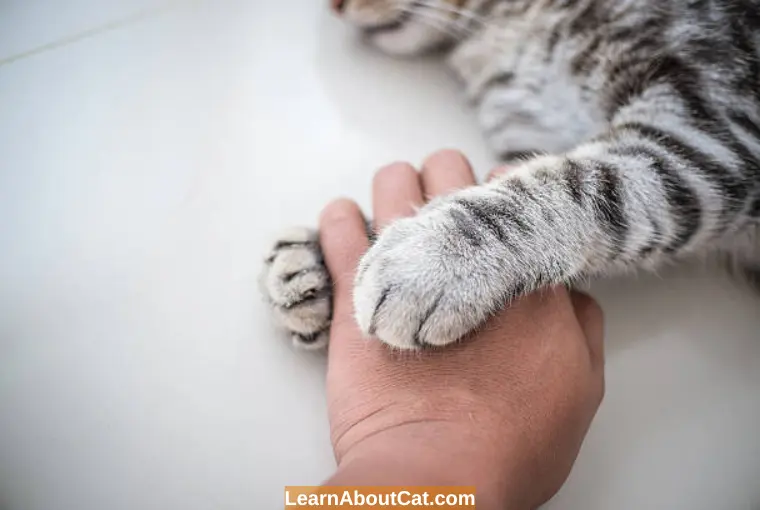 What Should You Do if Your Cat Won't Get Her Paws Treated