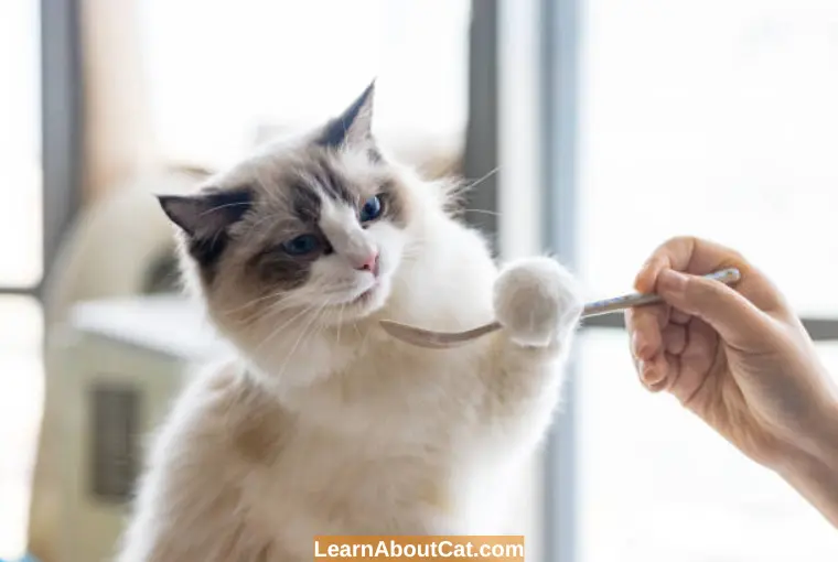 What Should You Feed A Cat Who Refuses To Eat