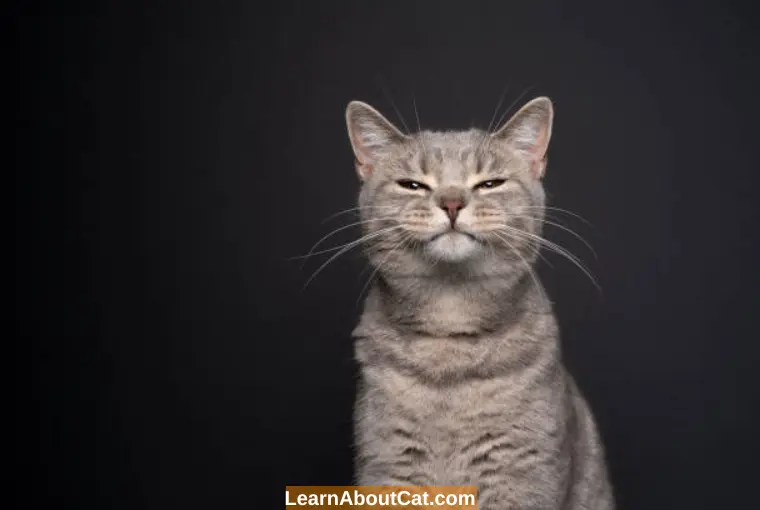 What To Do If Your Cat Is Angry At You
