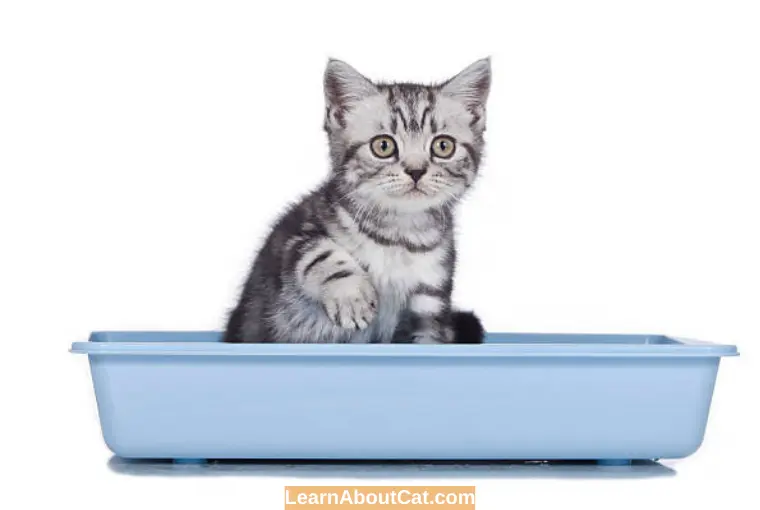 What To Do When Your Cat Is Scratching the Sides of The Litter Box Excessively
