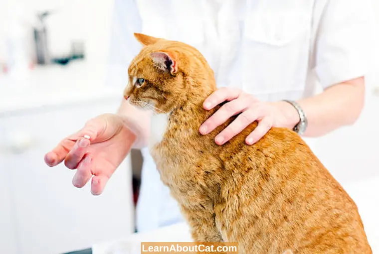 What are the Signs of Cat Tapeworms