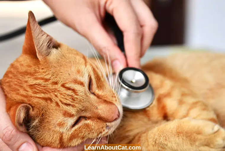 What is Cat Thyroid Disease