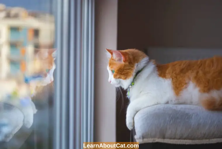 When Do Cats Use Working Memory