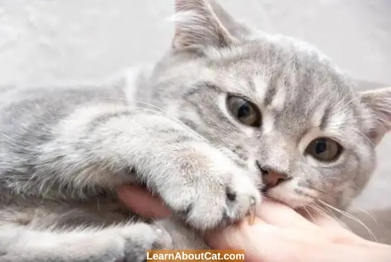 Why Does My Cat Bite Me When I Pet Her? (Cat Love Bites) LearnAboutCat