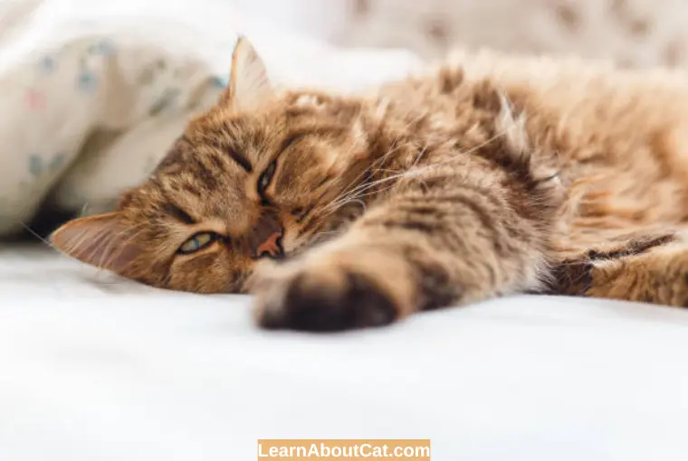 When to Put a Hyperthyroid Cat to Death