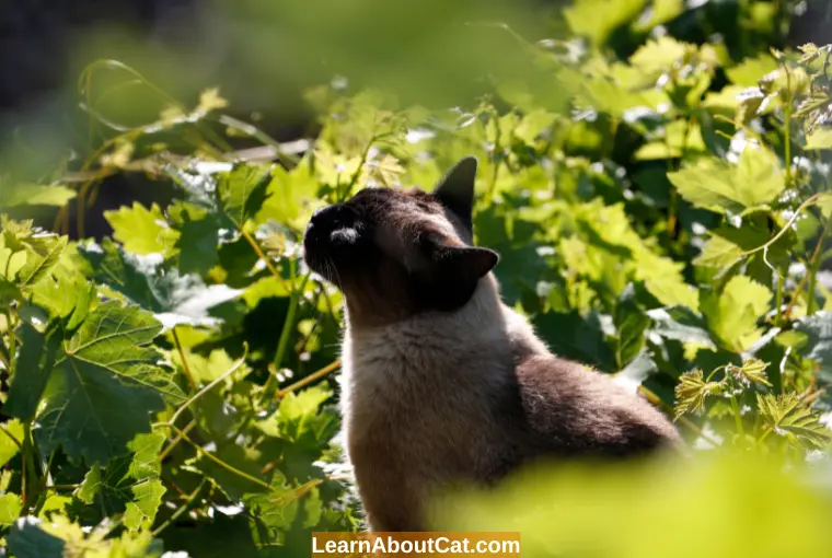 Which Other Plants are Poisonous to Cats