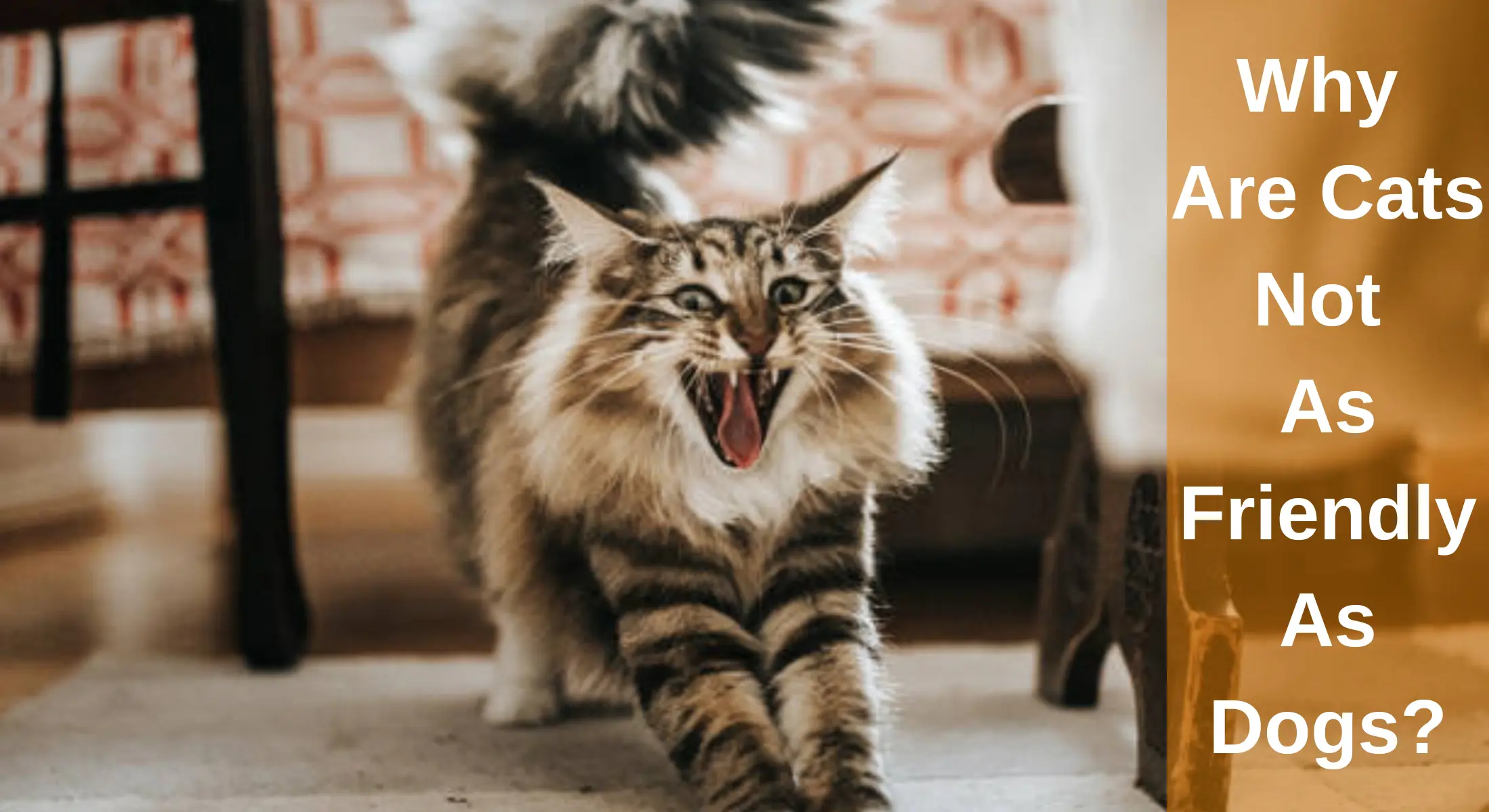 Why Are Cats Not As Friendly As Dogs