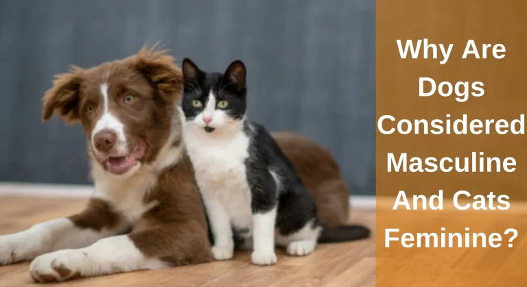 Why Are Dogs Considered Masculine And Cats Feminine?