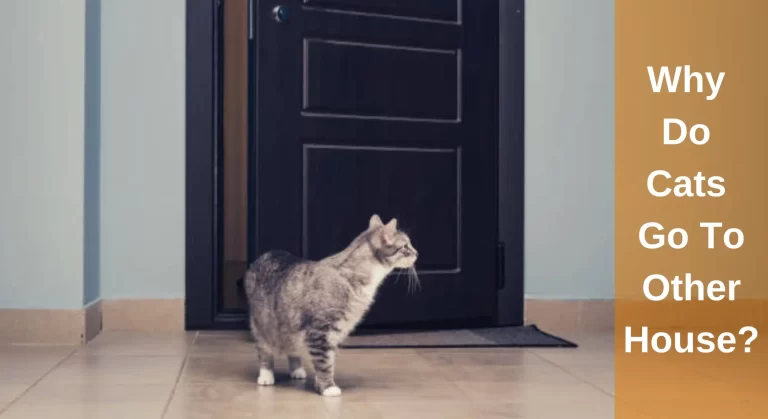 Why Do Cats Go To Other Houses? Things You Need To Know