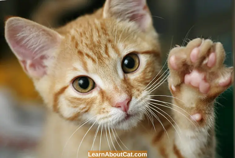 Why Do Cats Have Dry Paw Pads