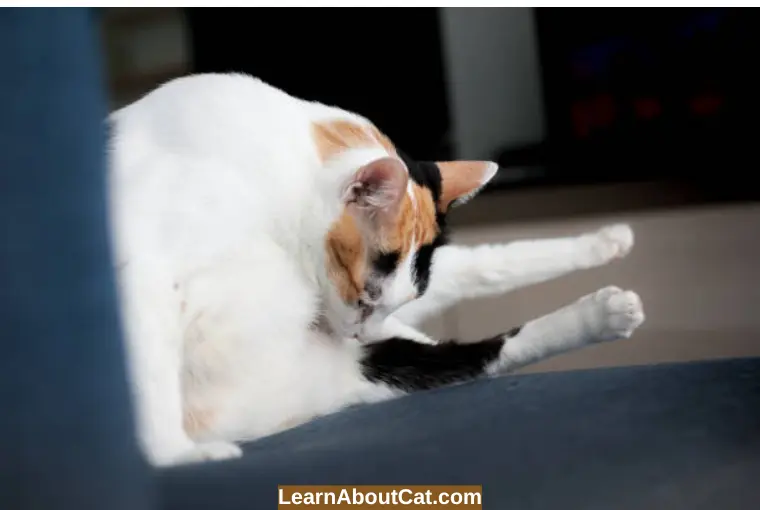 Why Do Cats Lick What Medical Condition Causes this Behavior