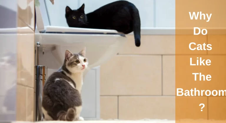 Why Do Cats Like The Bathroom? [Mystery Solved]