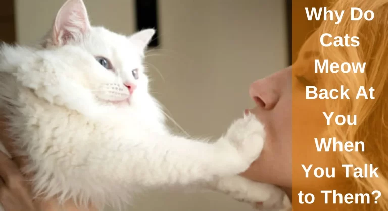 Why Do Cats Meow Back At You When You Talk to Them?