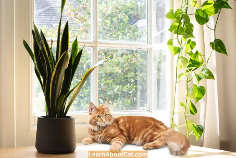Why Do Cats React Badly to Snake Plants