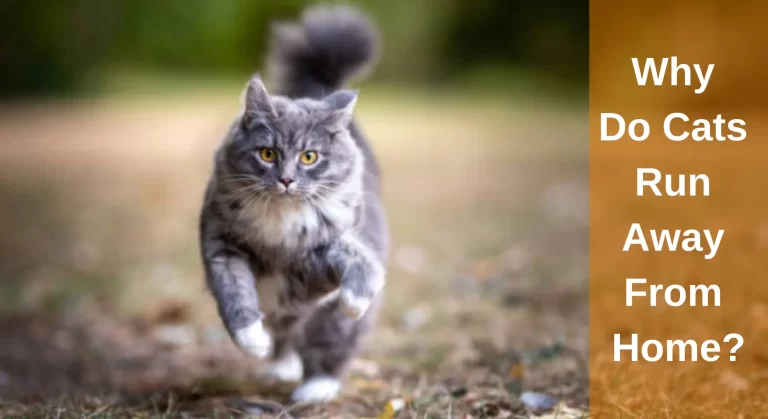 Why Do Cats Run Away From Home? And What You Can Do