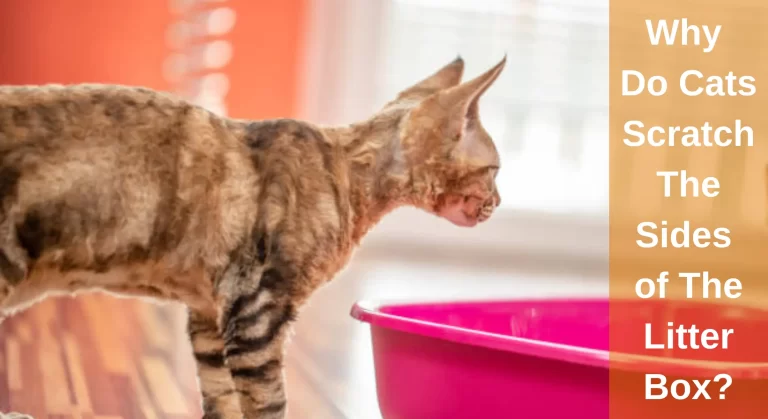 Why Do Cats Scratch The Sides Of The Litter Box? All You Need To Know