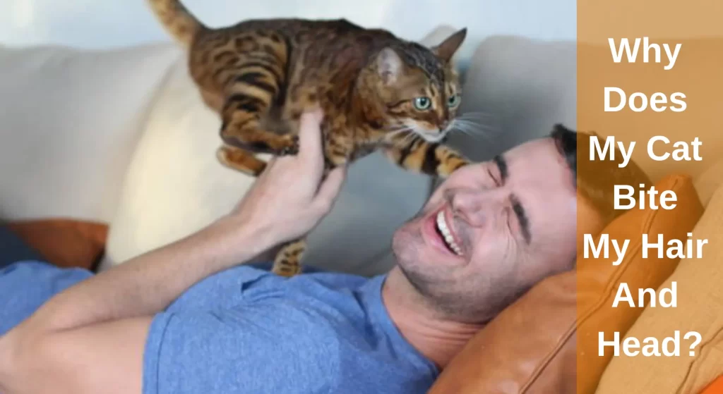 Why Does My Cat Bite My Hair And Head? All You Need To Know LearnAboutCat