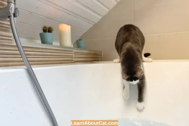 Why Does My Cat Lick the Bathtub