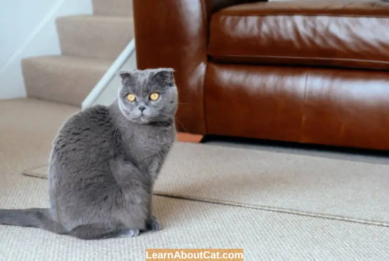 Why Is My Cat Keeps Pooping On The Carpet or Floor? How To Stop