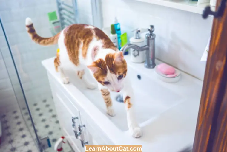 Why are Cats So Obsessed with Bathrooms