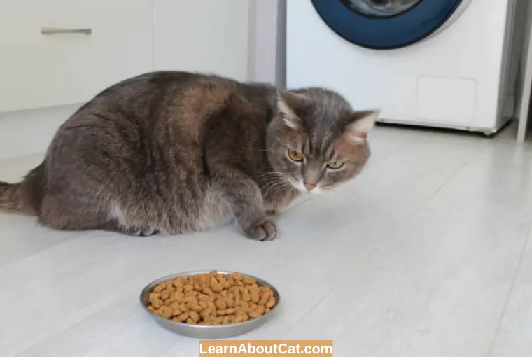 Reasons Cat is Not Eating Much But Acting Normal