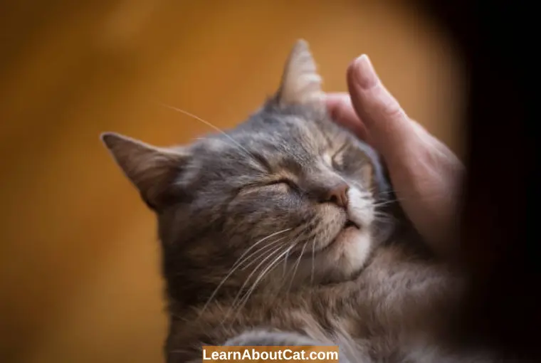 ​What is a Hoarse Voice in a Cat
