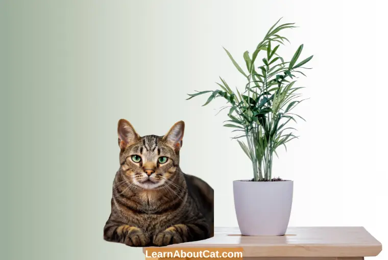 Are All Palms Safe for Cats