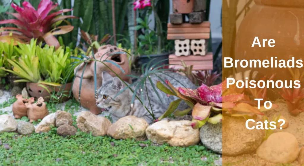 Are Bromeliads Poisonous To Cats? [Answered] LearnAboutCat