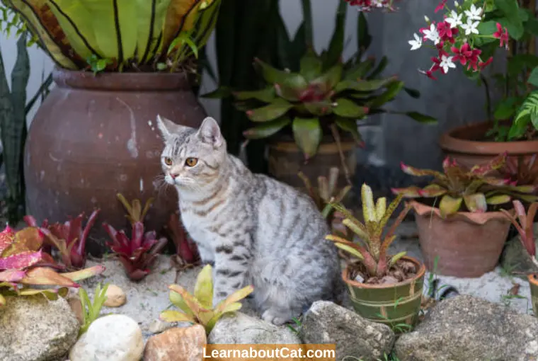 Are Bromeliads Toxic To Cats