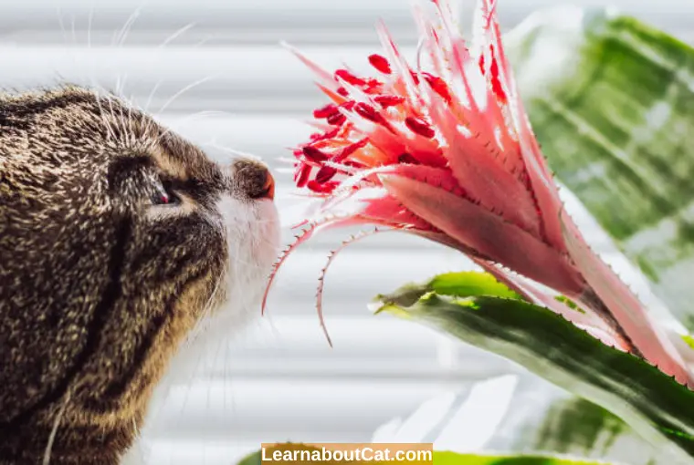 Are Bromeliads leaves Safe for Cats to Eat