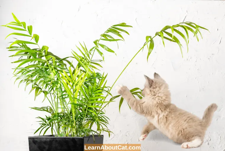 Are Cat Palms Toxic to Cats