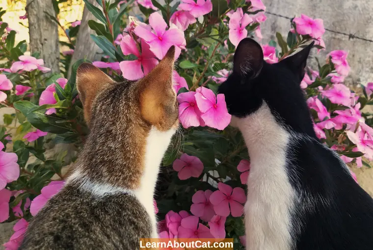 Are Garden Phlox Toxic to Cats