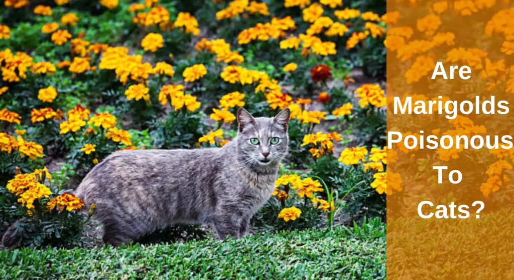 are marigolds toxic to cats and dogs