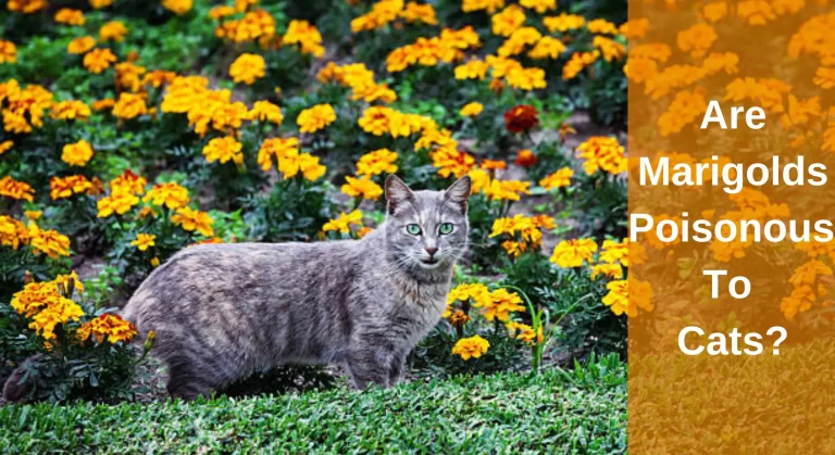 Are Marigolds Poisonous To Cats? [Answered]