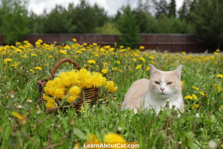 Are Marigolds Safe for Cats