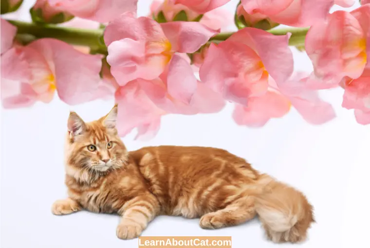 Are Snapdragons Poisonous To Cats