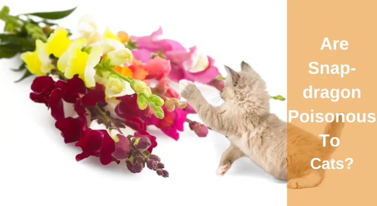 Are Snapdragons Poisonous To Cats? What You Need To Know