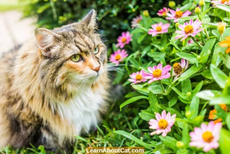 Are Zinnias Poisonous to cats
