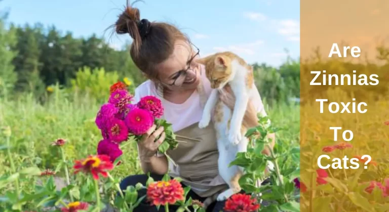 Are Zinnias Toxic To Cats? What You Need To Know
