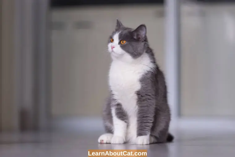 Body Language of Your Cat