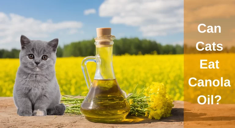 Can Cats Eat Canola Oil? Does It Benefit Cats