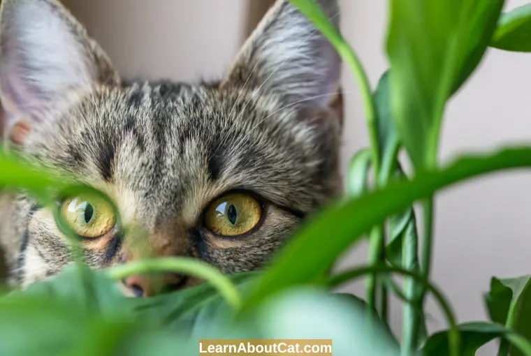 Can Cats Eat Cat Palm Leaves