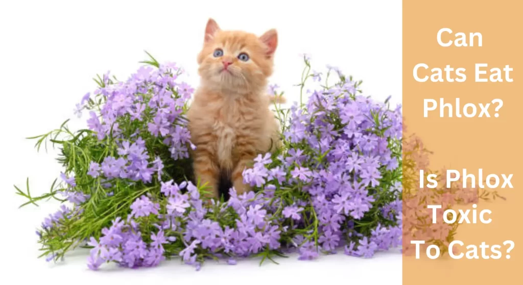 Can Cats Eat Phlox? Is Phlox Dangerous To Cats? LearnAboutCat