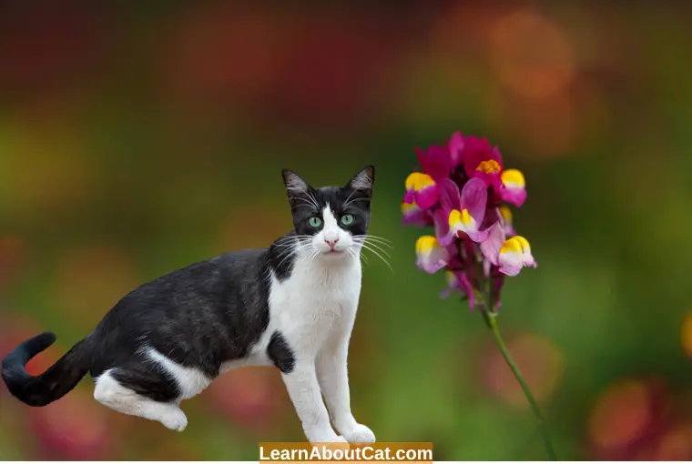 Can Cats Eat Snapdragons