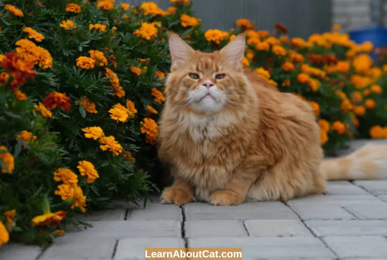 Can You Grow Marigolds With Cats