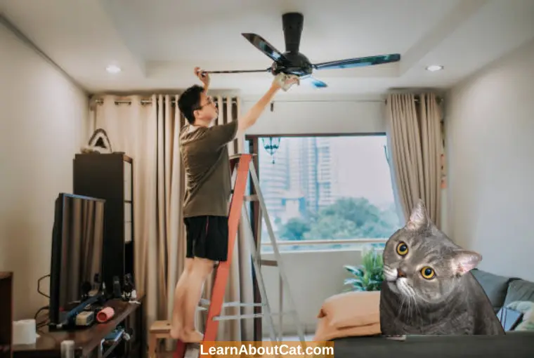 Cat Afraid of Ceiling Fan